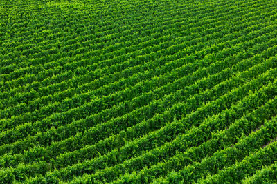 Full frame shot of crop field