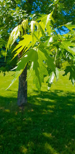 Close-up of fresh green plant by trees