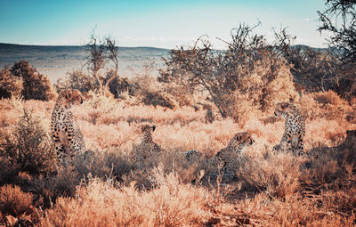 Cheetahs in forest on sunny day