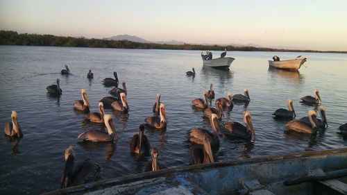 Swans swimming in lake against sky