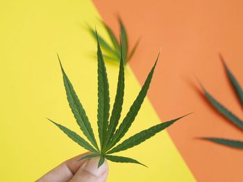 Marijuana cannabis leaf on colorful background