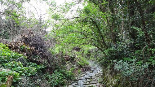 Trail amidst trees in forest