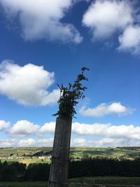 Low angle view of tree against sky