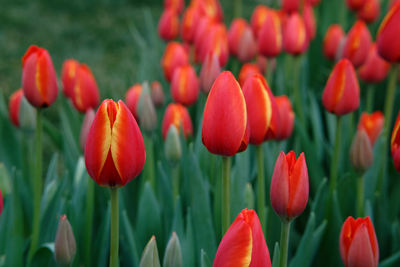 Close-up of red tulips in field