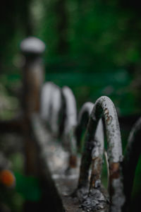 Close-up of mushroom growing on field