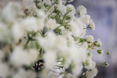 Close-up of white flowering plant