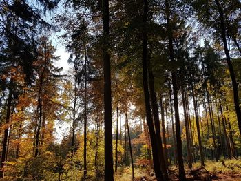 Low angle view of trees in forest during autumn