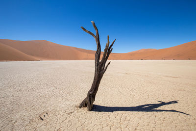 Bare tree on sand against clear sky