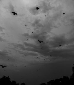 Low angle view of birds flying in sky