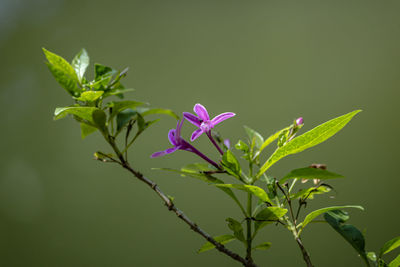 Close-up of pink flowering plant