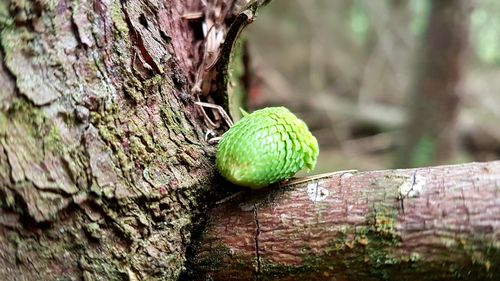 Close-up of fruit on tree