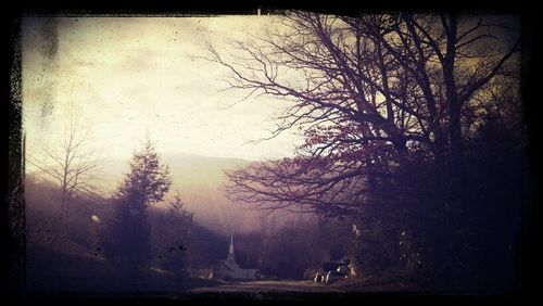 Bare trees on landscape