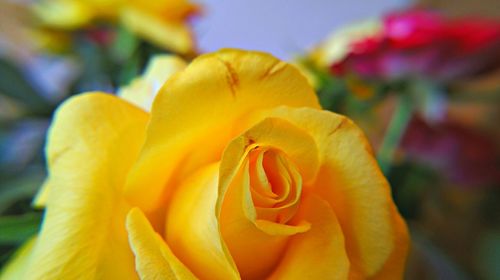 Close-up of yellow flower