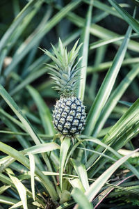 Close-up of fruit growing on field