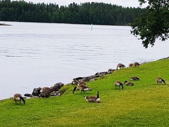 Flock of sheep on grassy field by lake