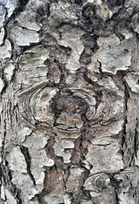 Close-up of tree trunk