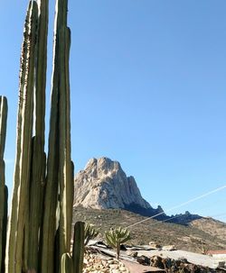 Cactus by mountain against clear blue sky