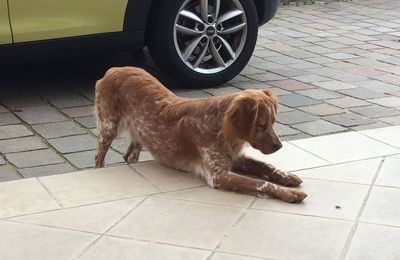 Dog lying down on floor