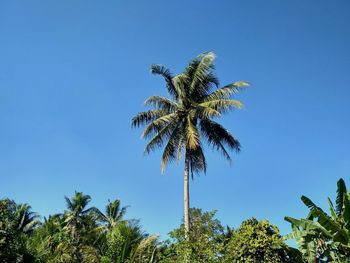 Low angle view of palm tree against clear blue sky