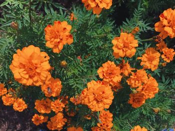 High angle view of marigold flowers blooming outdoors