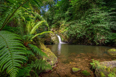 Scenic view of river amidst trees