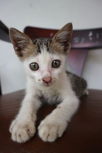 Portrait of cat relaxing on floor at home