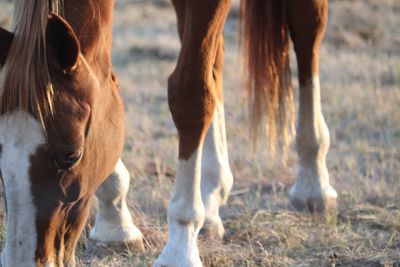 Horses grazing on the farm 