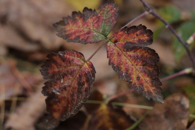 Close-up of dried maple leaves