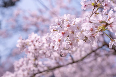 Close-up of pink cherry blossoms in spring