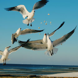 Seagulls flying against sky