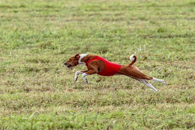 Running basenji dog in red jacket across the meadow on lure coursing competition