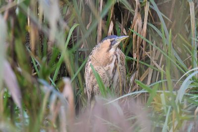 Bittern perching hidden in grass