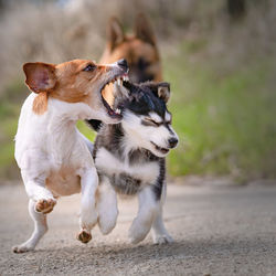 Tsunami the jack russell terrier and kuma the siberian husky mix puppy run towards the camera