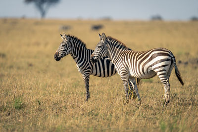 Zebra standing on field