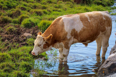 View of cow drinking water