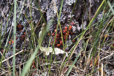 Close-up of plants growing on field