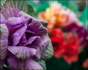 Close-up of purple flowers blooming outdoors