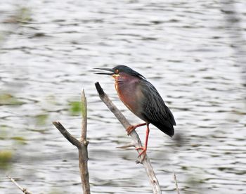 Bird perching on a lake