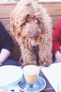 Close-up of a dog with coffee cup