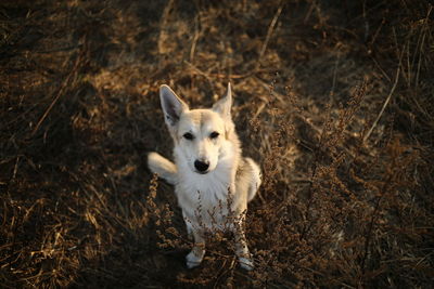 High angle portrait of a dog on field