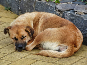 High angle view of dog sleeping on footpath