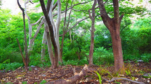 Trees in forest