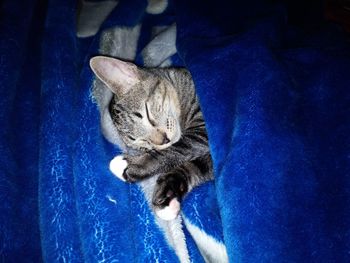 High angle view of cute kitten sleeping on bed with blue blanket