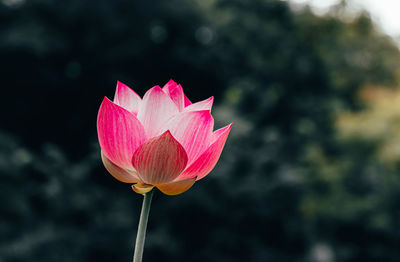 Close-up of pink lotus water lily