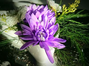 Close-up of purple lotus water lily blooming outdoors