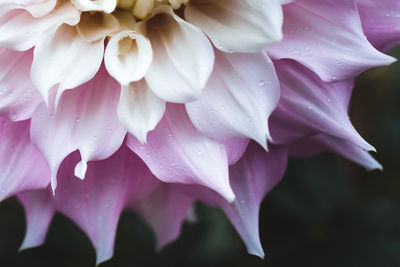 Close-up of wet pink rose flower