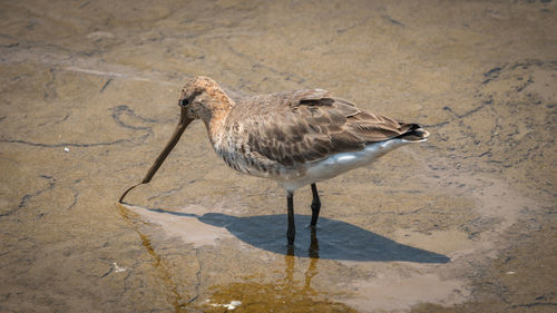 High angle view of seagull perching on sand