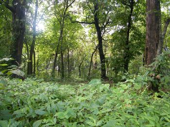 Trees growing in forest