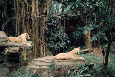 Lioness drinking water