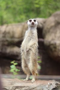 Close-up of meerkat standing on rock